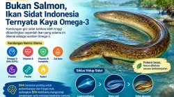 Bukan Salmon, Ikan Sidat Indonesia Ternyata Kaya Omega-3