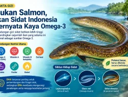 Bukan Salmon, Ikan Sidat Indonesia Ternyata Kaya Omega-3