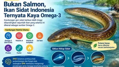 Bukan Salmon, Ikan Sidat Indonesia Ternyata Kaya Omega-3